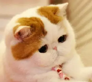 摸鱼鱼(游戏即点即玩) 摸鱼鱼(游戏即点即玩)