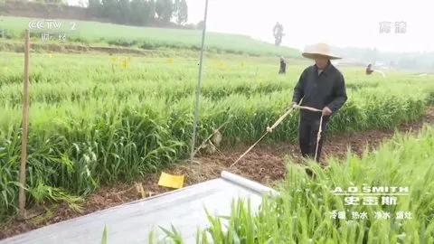 Happy Chick׿ֻv1.8.15 ֻͼ