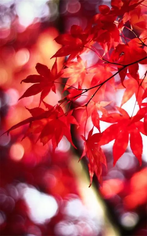 ��Ҷ��ֽ2025�ٷ����°汾v1.0.1 �ٷ������ͼ