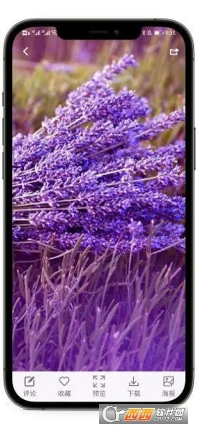 枫叶壁纸2025官方最新版本 枫叶壁纸2025官方最新版本