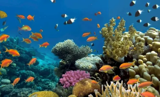 小鲸鱼壁纸2026最新版本 小鲸鱼壁纸2026最新版本