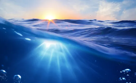 小鲸鱼壁纸2026最新版本 小鲸鱼壁纸2026最新版本