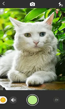 �ȳ����v1.0 �ٷ������ͼ