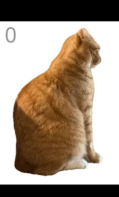 ��è��ë(��è��ë��Ϸ)v1.0 ��׿���ͼ