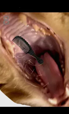 ��è��ë(��è��ë��Ϸ)v1.0 ��׿���ͼ