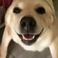 �󹷽���Ϸ������ư�(������ģ����Ϸ)v1.1 �ֻ���