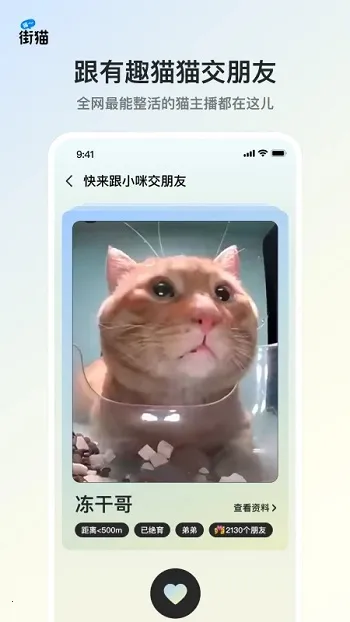 街猫(流浪猫关爱平台) 街猫(流浪猫关爱平台)